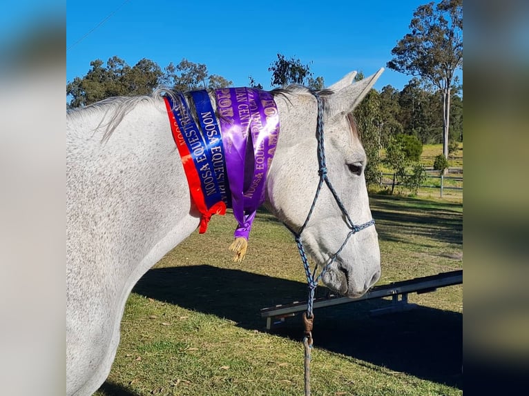 Caballo de deporte irlandés Mestizo Yegua 10 años 163 cm Tordo in Belfast