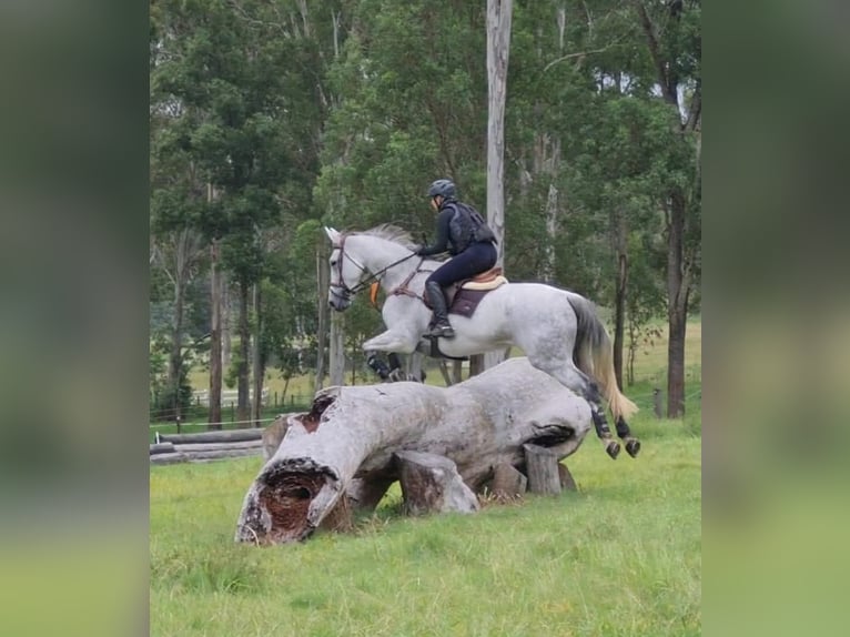 Caballo de deporte irlandés Mestizo Yegua 10 años 163 cm Tordo in Belfast