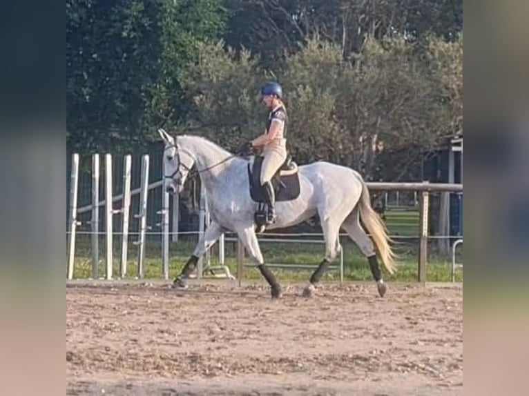 Caballo de deporte irlandés Mestizo Yegua 10 años 163 cm Tordo in Belfast