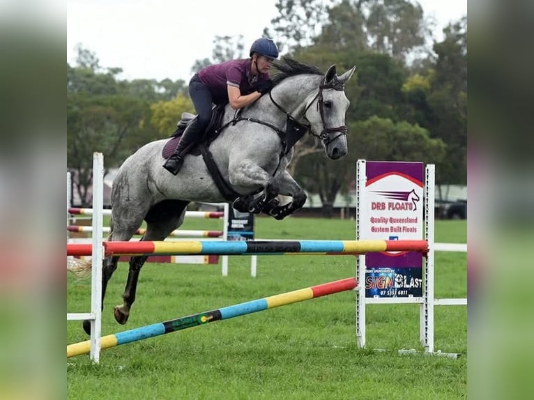 Caballo de deporte irlandés Mestizo Yegua 10 años 163 cm Tordo in Belfast
