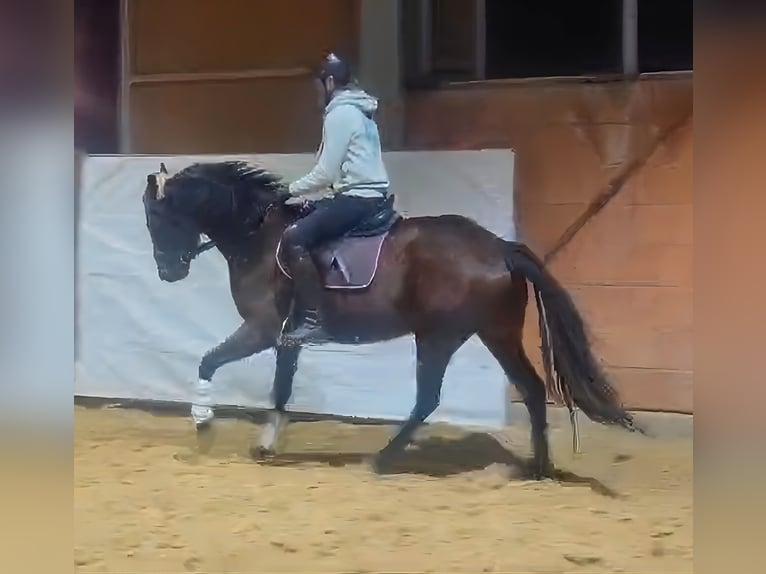 Caballo de deporte irlandés Yegua 10 años 164 cm Castaño in Lage