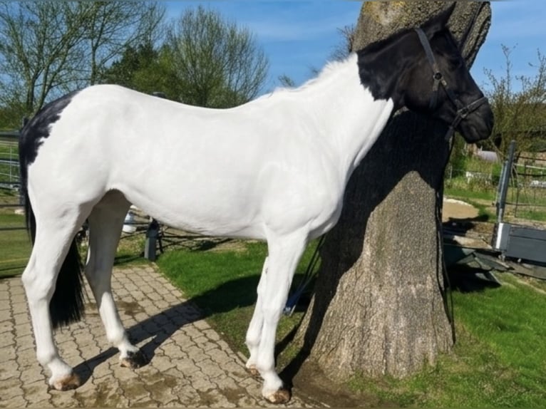 Caballo de deporte irlandés Yegua 10 años 165 cm Pío in Nordstemmen