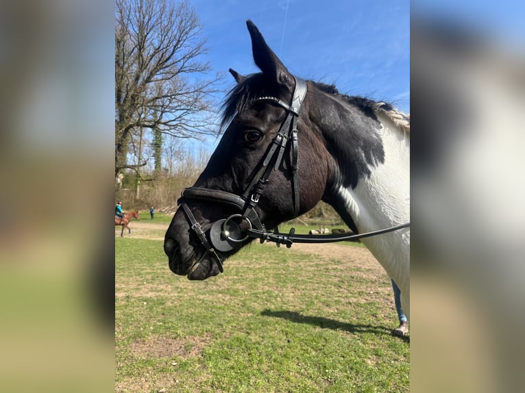 Caballo de deporte irlandés Yegua 10 años 165 cm Pío in Nordstemmen