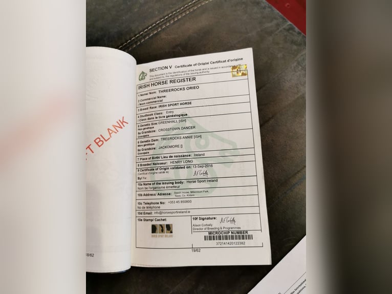 Caballo de deporte irlandés Yegua 10 años 165 cm Pío in Nordstemmen