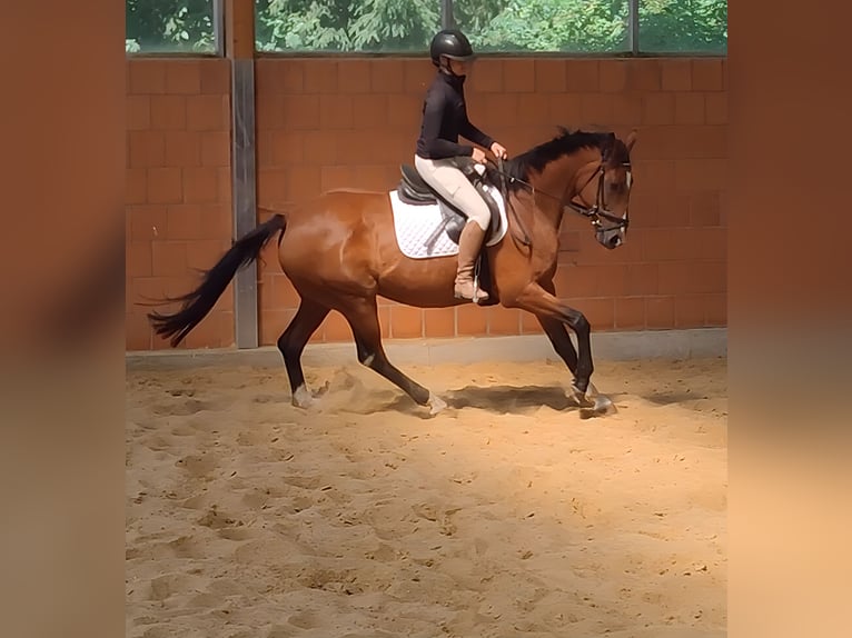 Caballo de deporte irlandés Yegua 10 años 168 cm Castaño in Lage