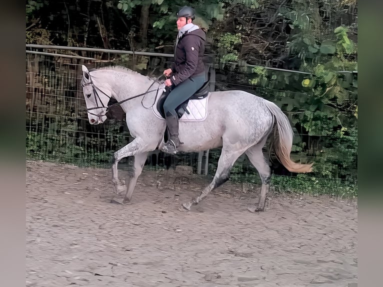 Caballo de deporte irlandés Yegua 10 años 168 cm Tordo picazo in Lage