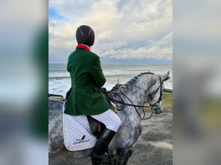 Caballo de deporte irlandés Yegua 10 años 170 cm Tordo rodado in Sligo