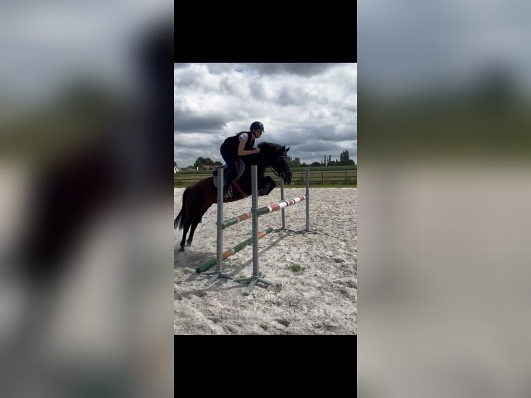 Caballo de deporte irlandés Yegua 11 años 141 cm Negro in Astene