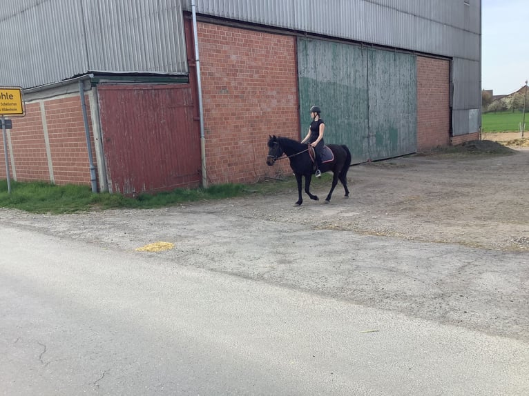 Caballo de deporte irlandés Yegua 11 años 142 cm Morcillo in farmsen