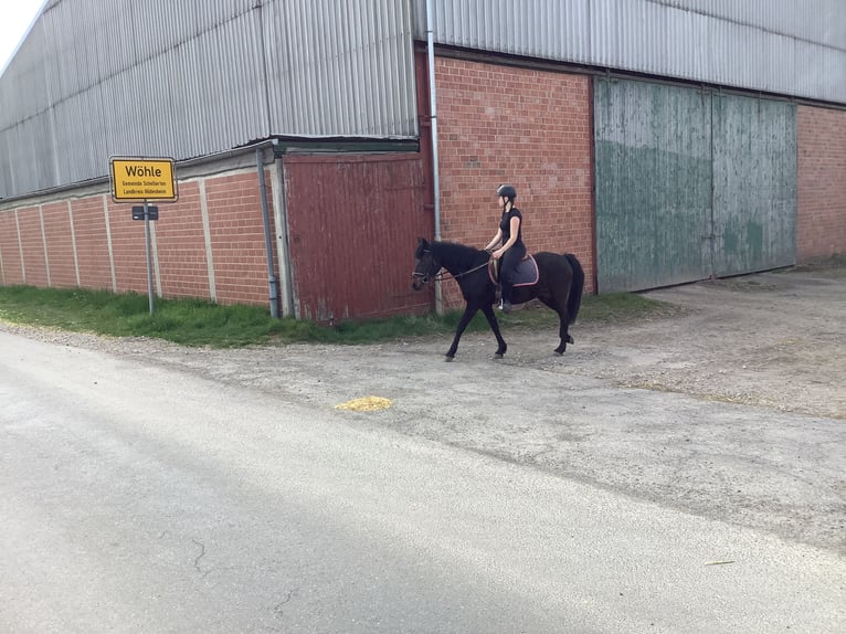 Caballo de deporte irlandés Yegua 11 años 142 cm Morcillo in farmsen