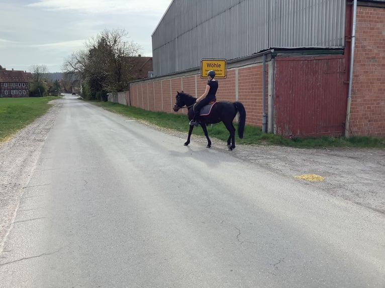 Caballo de deporte irlandés Yegua 11 años 142 cm Morcillo in farmsen