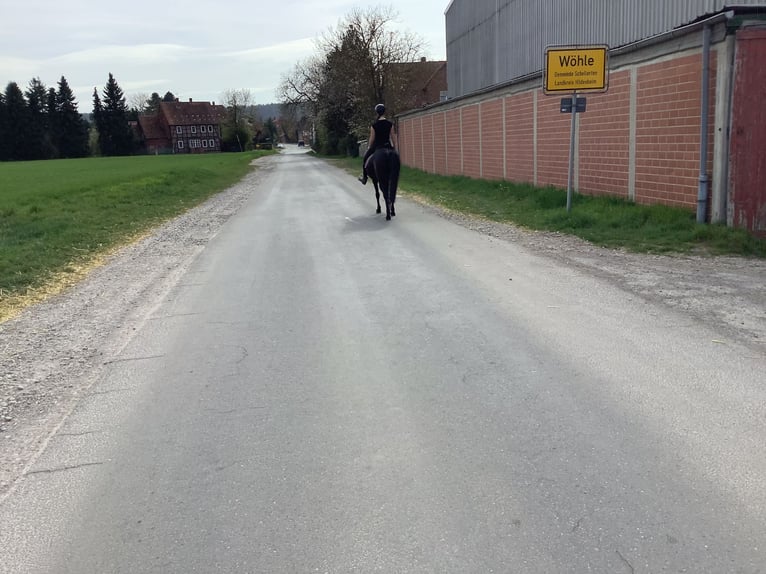 Caballo de deporte irlandés Yegua 11 años 142 cm Morcillo in farmsen