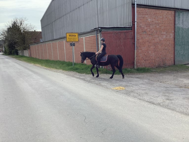 Caballo de deporte irlandés Yegua 11 años 142 cm Morcillo in farmsen