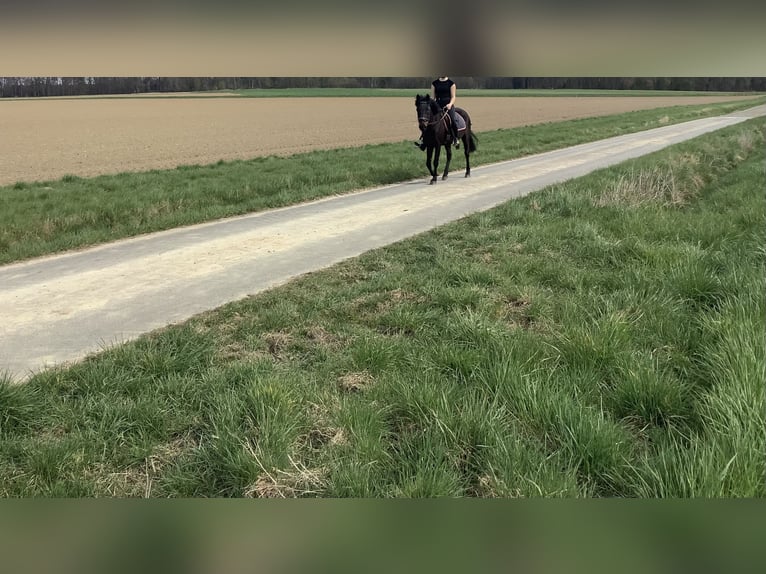 Caballo de deporte irlandés Yegua 11 años 142 cm Morcillo in farmsen