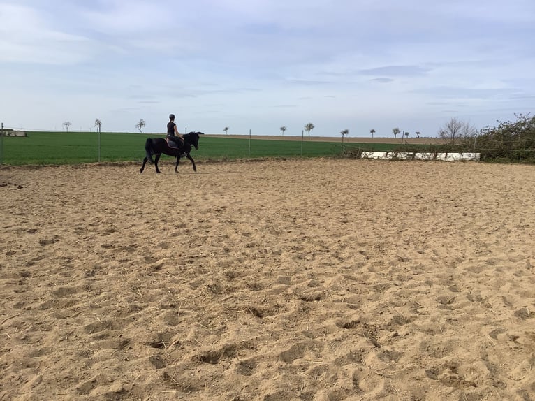 Caballo de deporte irlandés Yegua 11 años 142 cm Morcillo in farmsen