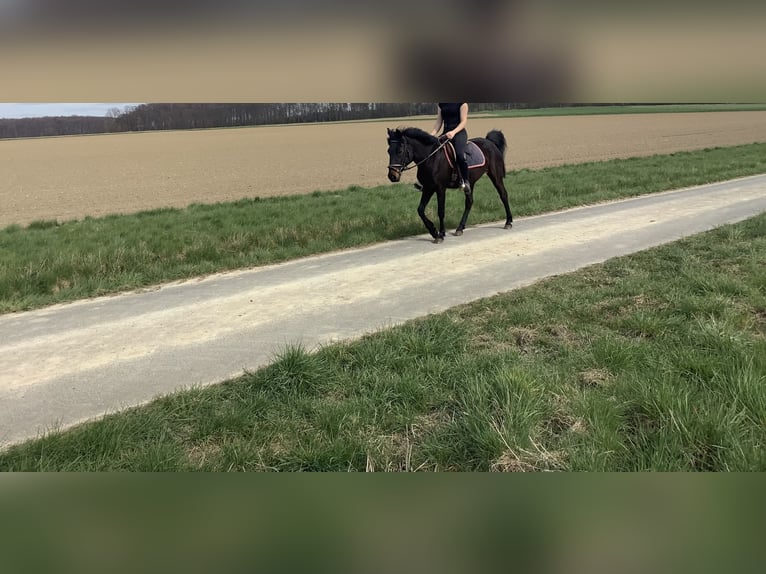 Caballo de deporte irlandés Yegua 11 años 142 cm Morcillo in farmsen