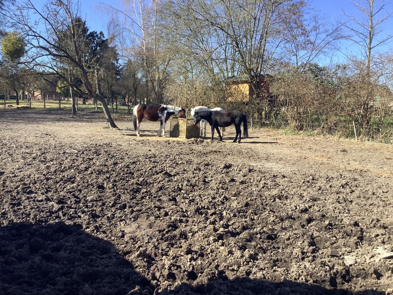 Caballo de deporte irlandés Yegua 11 años 142 cm Morcillo in farmsen