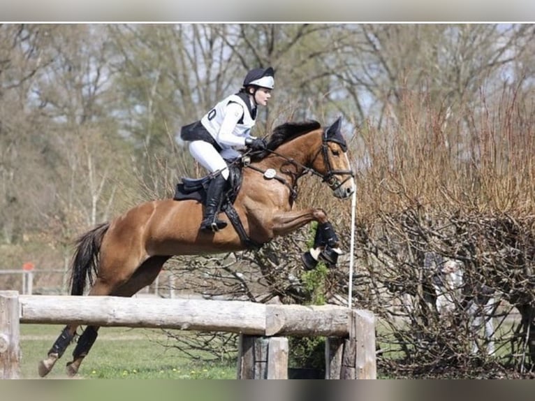 Caballo de deporte irlandés Yegua 11 años 148 cm Alazán-tostado in Hamburg Hummelsbüttel