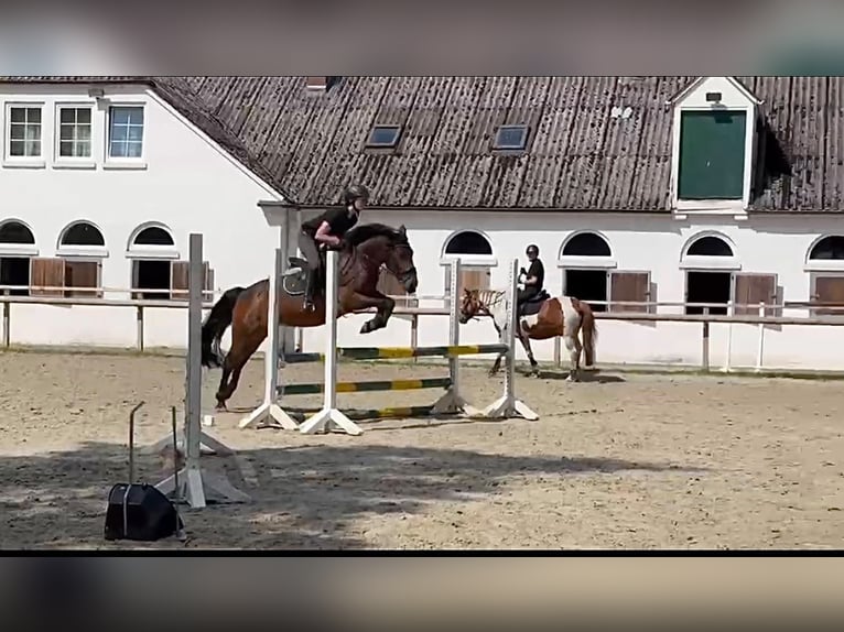 Caballo de deporte irlandés Yegua 11 años 148 cm Castaño in Bielefeld