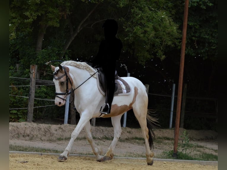 Caballo de deporte irlandés Yegua 11 años 150 cm Pío in Köln