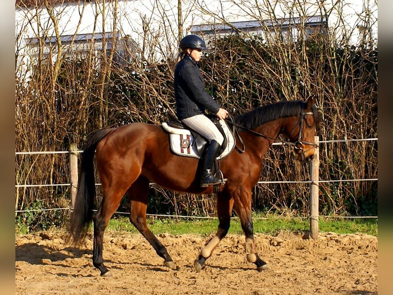 Caballo de deporte irlandés Yegua 11 años 154 cm Castaño in Velpke