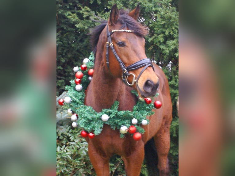 Caballo de deporte irlandés Yegua 11 años 154 cm Castaño in Velpke