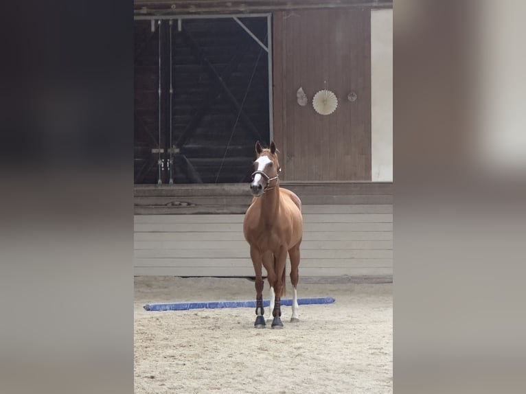 Caballo de deporte irlandés Yegua 11 años 156 cm Alazán in Giengen an der Brenz