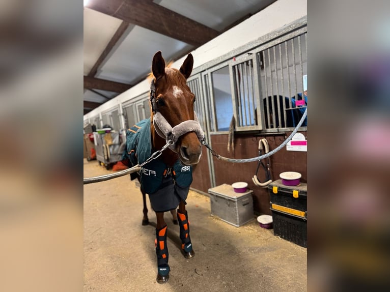 Caballo de deporte irlandés Yegua 11 años 158 cm Alazán in Neuss