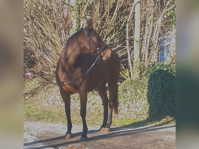 Caballo de deporte irlandés Yegua 11 años 158 cm Castaño in Lage