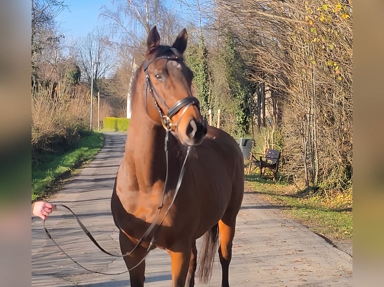 Caballo de deporte irlandés Yegua 11 años 158 cm Castaño in Lage