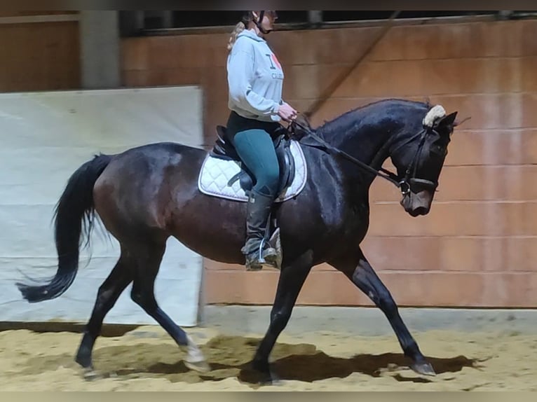 Caballo de deporte irlandés Yegua 11 años 158 cm Morcillo in Lage