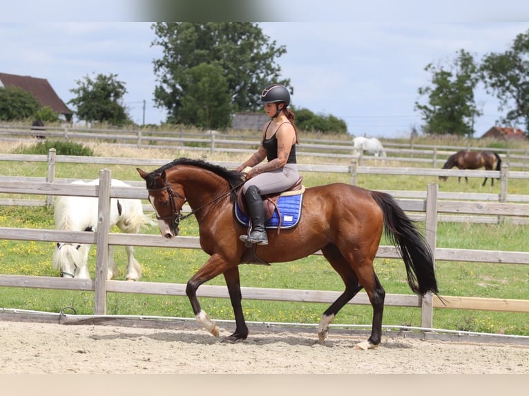 Caballo de deporte irlandés Yegua 11 años 160 cm Castaño in Pepingen