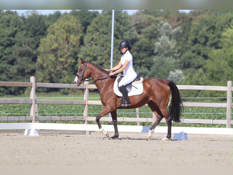 Caballo de deporte irlandés Yegua 11 años 160 cm Castaño in Pepingen