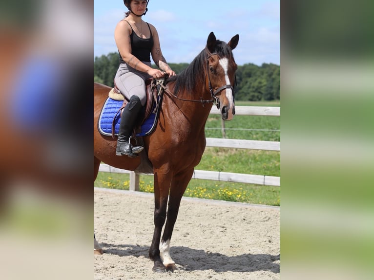 Caballo de deporte irlandés Yegua 11 años 160 cm Castaño in Pepingen