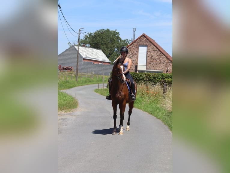 Caballo de deporte irlandés Yegua 11 años 160 cm Castaño in Pepingen