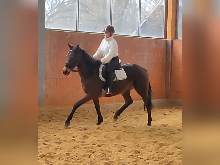 Caballo de deporte irlandés Yegua 11 años 161 cm in Lage