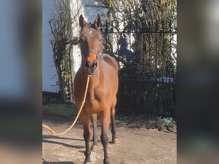 Caballo de deporte irlandés Yegua 11 años 161 cm Castaño in Lage