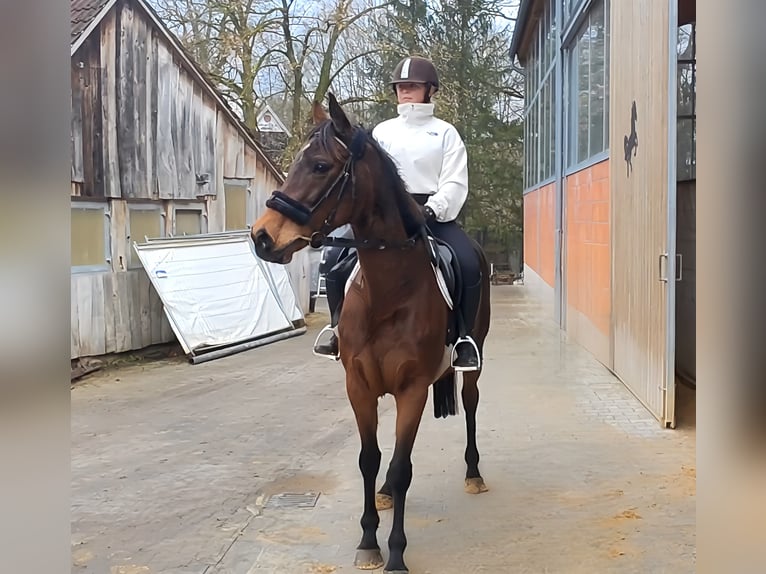 Caballo de deporte irlandés Yegua 11 años 161 cm Castaño in Lage