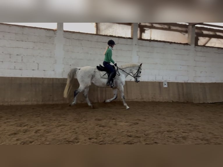 Caballo de deporte irlandés Yegua 11 años 163 cm Tordo picazo in Marburg