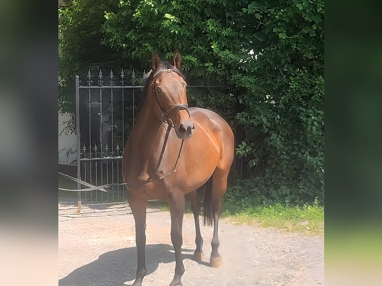 Caballo de deporte irlandés Yegua 11 años 165 cm Castaño in Lage