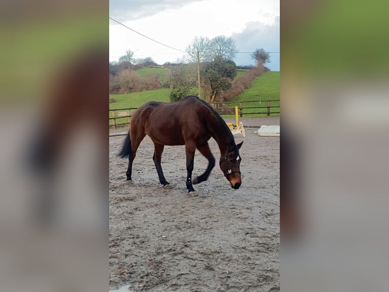 Caballo de deporte irlandés Yegua 11 años 165 cm Castaño in Sligo