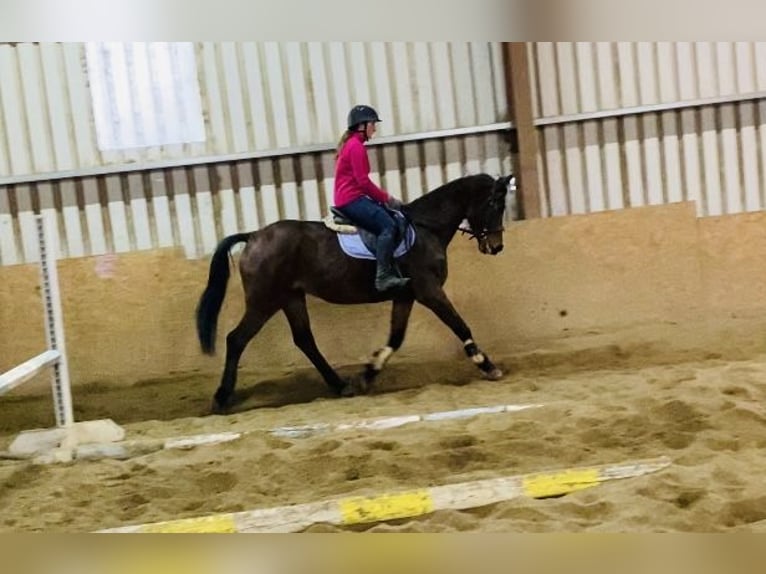 Caballo de deporte irlandés Yegua 11 años 165 cm Castaño in Sligo