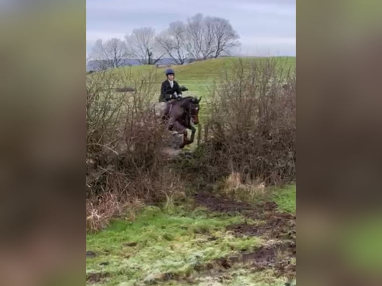 Caballo de deporte irlandés Yegua 11 años 165 cm Castaño in Sligo