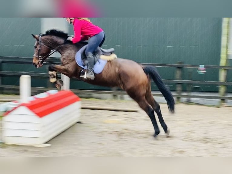 Caballo de deporte irlandés Yegua 11 años 165 cm Castaño in Sligo