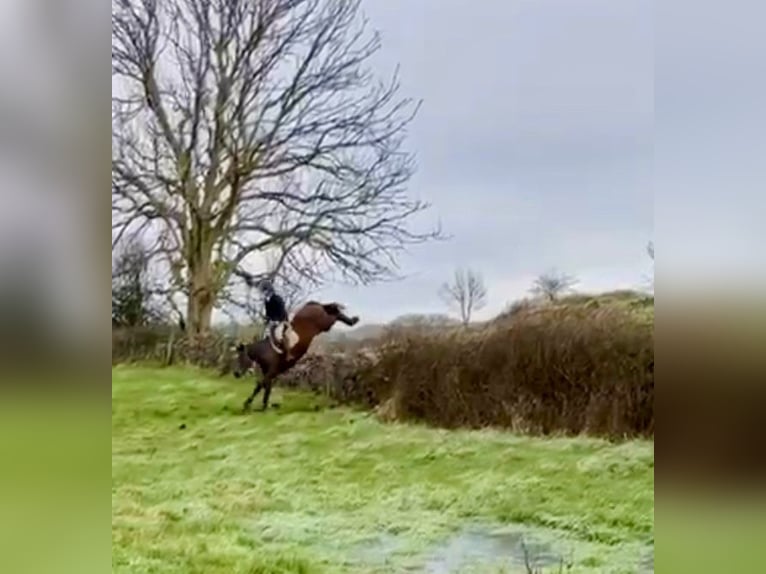 Caballo de deporte irlandés Yegua 11 años 165 cm Castaño in Sligo