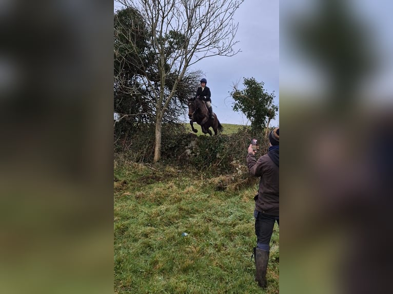 Caballo de deporte irlandés Yegua 11 años 165 cm Castaño in Sligo