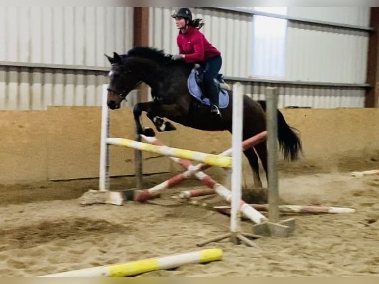 Caballo de deporte irlandés Yegua 11 años 165 cm Castaño in Sligo