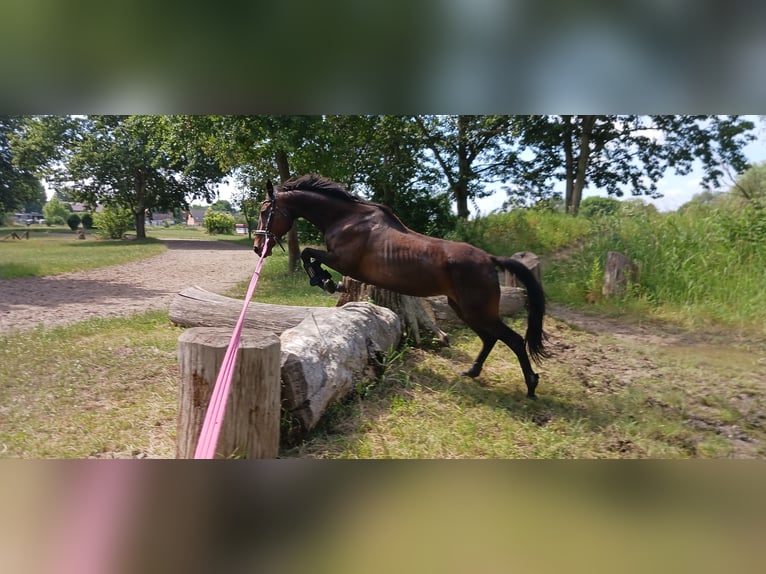 Caballo de deporte irlandés Yegua 11 años 165 cm Castaño oscuro in Berlin
