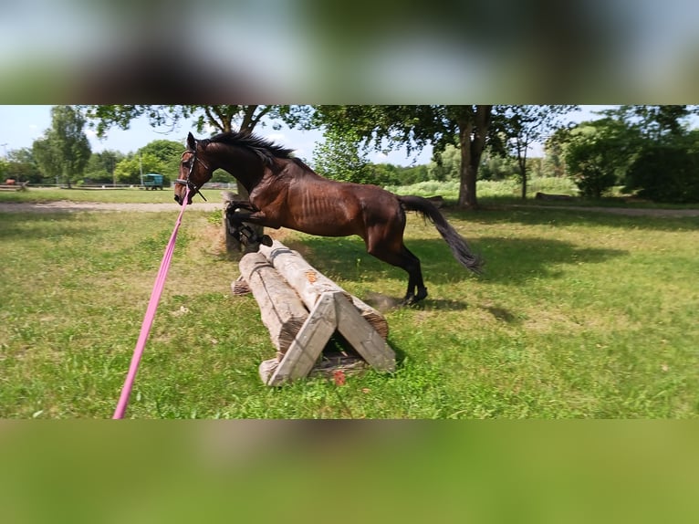 Caballo de deporte irlandés Yegua 11 años 165 cm Castaño oscuro in Berlin