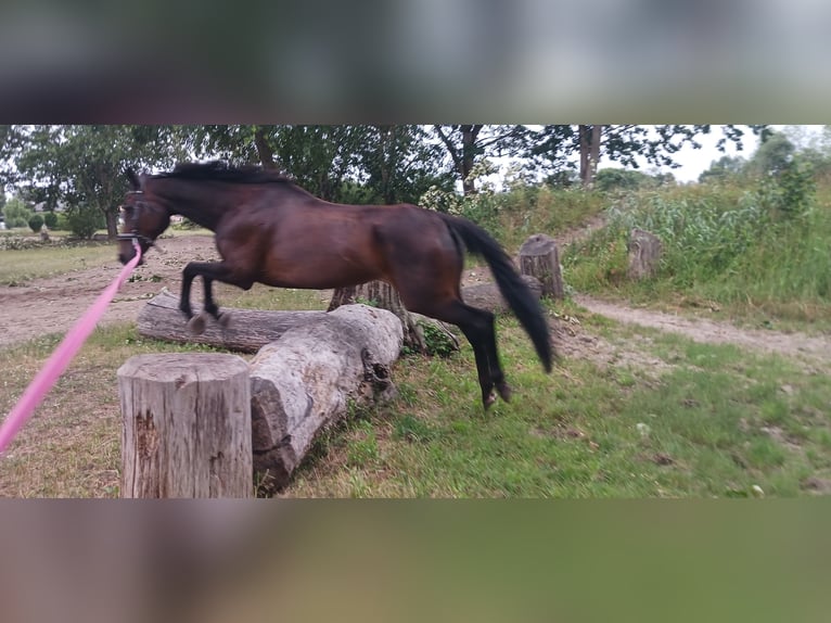 Caballo de deporte irlandés Yegua 11 años 165 cm Castaño oscuro in Berlin